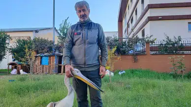 Adana’da Yaralı Pelikanın Tek Güvendiği Kişi Bakıcısı!